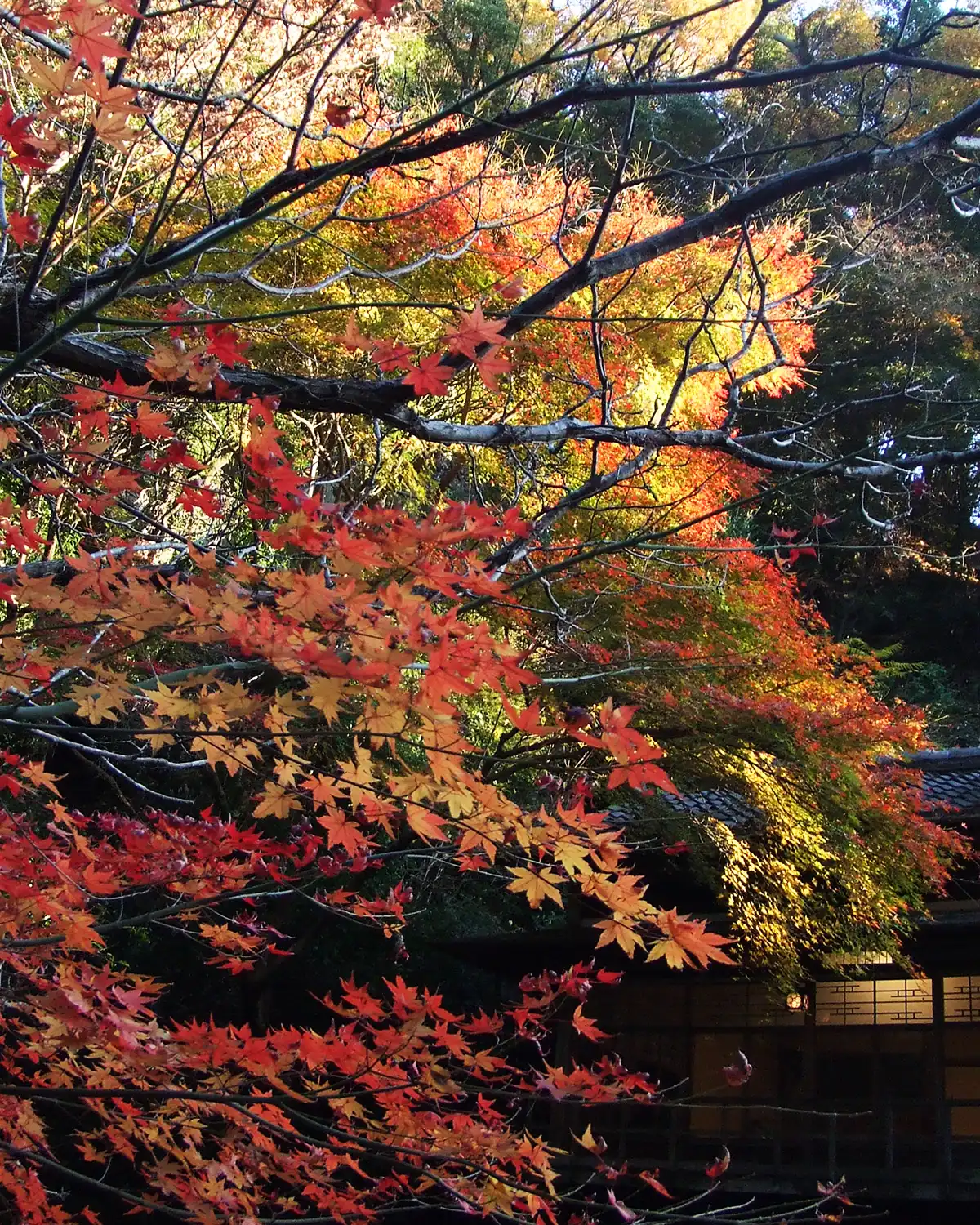 箕面大滝へ向かう滝道で色づいた赤や黄色の紅葉